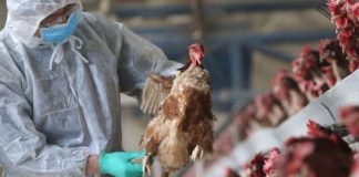 După depistarea a 13 cazuri la Constanța – Se ridică gradul de alertă la Gorj pentru gripa aviară!