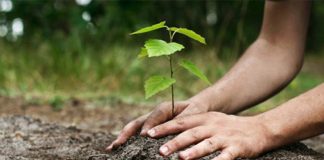 Termen pentru depunerea cererilor de sprijin pe măsura ,,Sprijin pentru prima împădurire și crearea de suprafețe împădurite”