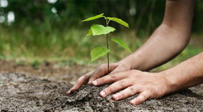 Termen pentru depunerea cererilor de sprijin pe măsura ,,Sprijin pentru prima împădurire și crearea de suprafețe împădurite”