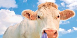 51 de bovine din 27 de exploatații din Bumbești-Pițic, afectate de Bluetongue! Animalele nu manifestă semne de boală