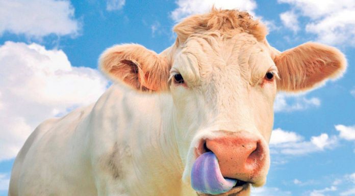 51 de bovine din 27 de exploatații din Bumbești-Pițic, afectate de Bluetongue! Animalele nu manifestă semne de boală