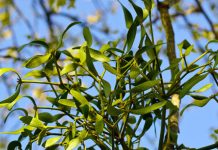 Vâsc (Viscum album) – beneficii și proprietăți