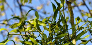 Vâsc (Viscum album) – beneficii și proprietăți