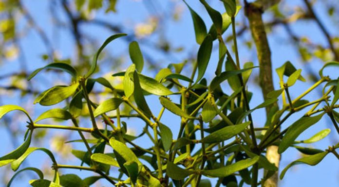 Vâsc (Viscum album) – beneficii și proprietăți