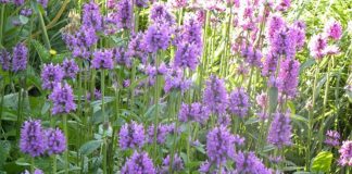 Vindecea (Betonica officinalis) – beneficii și proprietăți