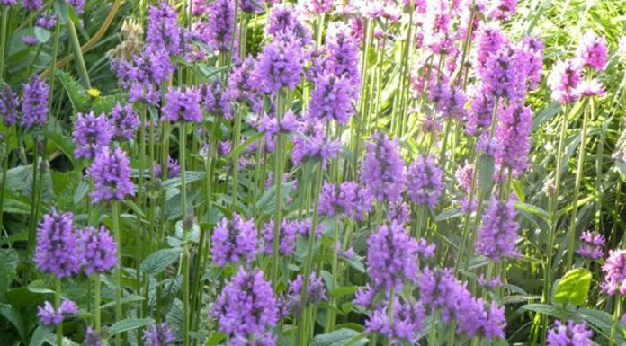 Vindecea (Betonica officinalis) – beneficii și proprietăți