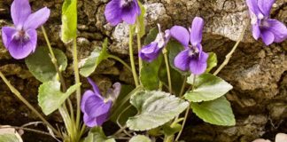 Toporaşi (Viola odorata) – beneficii și proprietăți