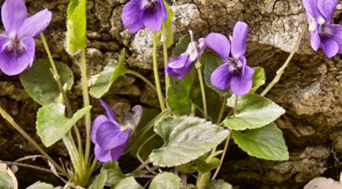 Toporaşi (Viola odorata) – beneficii și proprietăți