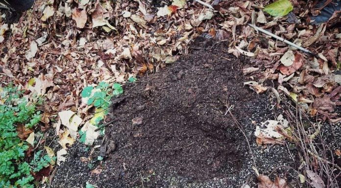 Vezi anunțul Gărzii de Mediu Gorj!