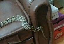 Un târgujian își vinde pitonul pe care îl crește în sufragerie