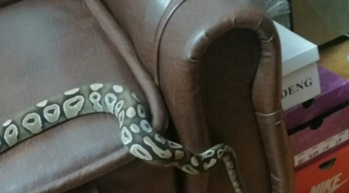 Un târgujian își vinde pitonul pe care îl crește în sufragerie