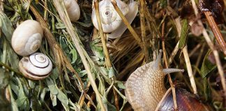 Agricultura pe înțelesul tuturor – Să ne protejăm ecologic grădina, casa