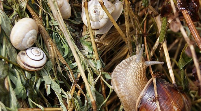 Agricultura pe înțelesul tuturor – Să ne protejăm ecologic grădina, casa