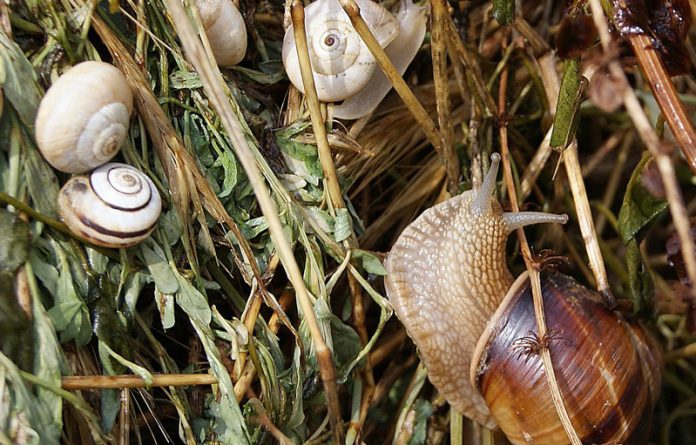 Agricultura pe înțelesul tuturor – Să ne protejăm ecologic grădina, casa