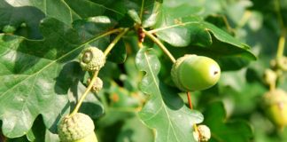 Stejar (Quercus robur) – beneficii și proprietăți