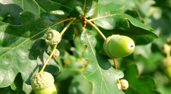 Stejar (Quercus robur) – beneficii și proprietăți
