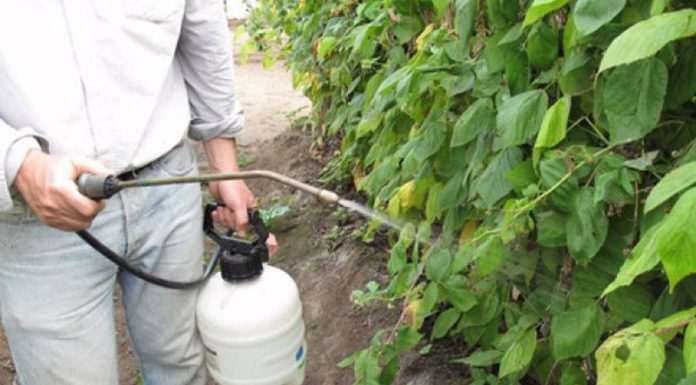 Agricultura pe înțelesul tuturor – Să ne protejăm ecologic grădina