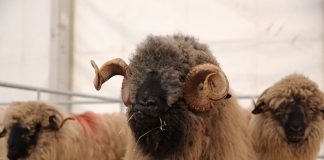 APIA efectuează plata ajutorului de stat în sectorul creșterii animalelor