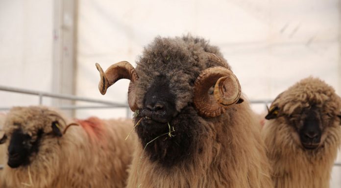 APIA efectuează plata ajutorului de stat în sectorul creșterii animalelor