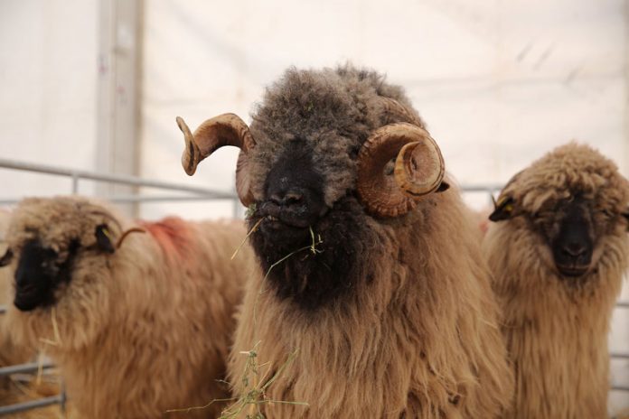 APIA efectuează plata ajutorului de stat în sectorul creșterii animalelor