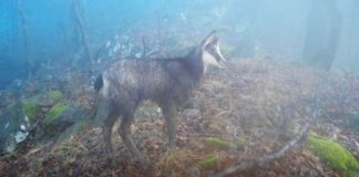 Sălbăticiuni filmate în Defileul Jiului cu o cameră de monitorizare!