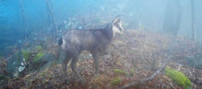 Sălbăticiuni filmate în Defileul Jiului cu o cameră de monitorizare!