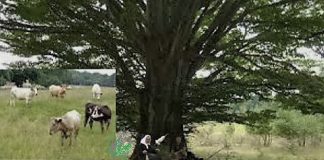 LA UMBRA UNUI FAG ROTAT (II)