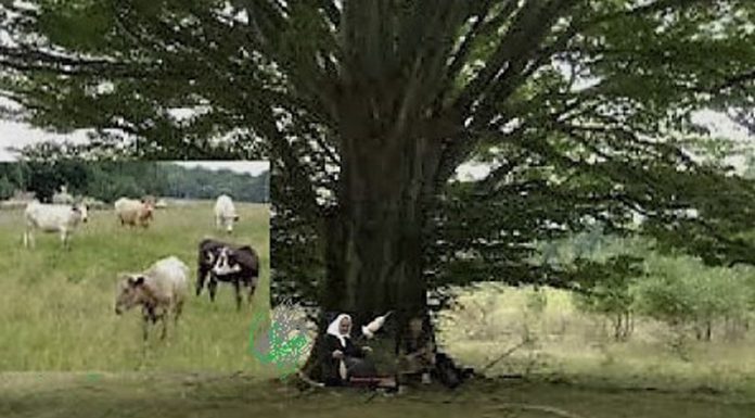 LA UMBRA UNUI FAG ROTAT (II)