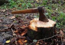 Dosar penal pentru furt de material lemnos