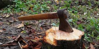 Dosar penal pentru furt de material lemnos