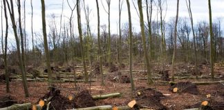 Cercetat pentru furt de material lemnos