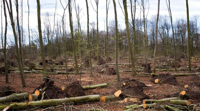 Cercetat pentru furt de material lemnos