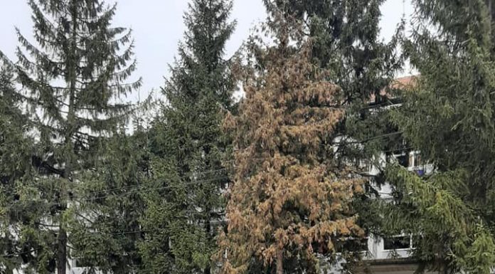 Apelul primarului din Motru