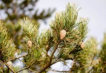 Pin (Pinus sylvestris) – beneficii și proprietăți
