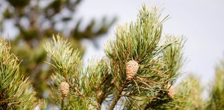 Pin (Pinus sylvestris) – beneficii și proprietăți