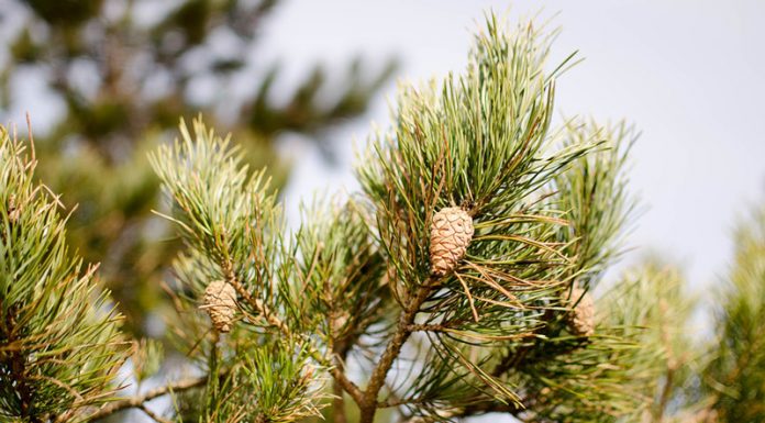 Pin (Pinus sylvestris) – beneficii și proprietăți