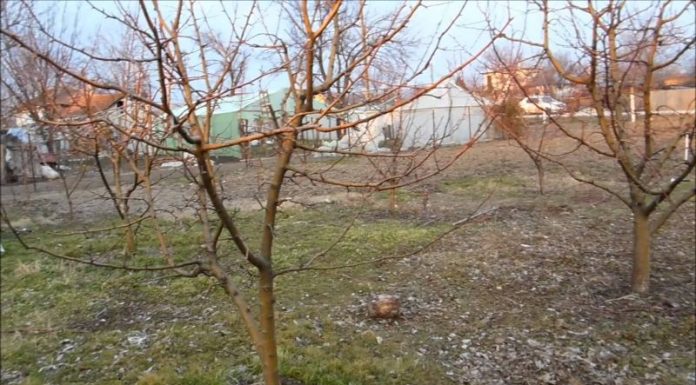 Să ne protejăm ecologic grădina, casa – 6 – Materiale ecologice, homeopate