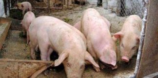Gorjul ocupă locul întâi pe țară la numărul focarelor active de pestă porcină africană