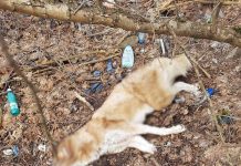 FOTO: Câini omorâți la Arcani