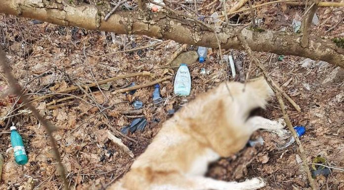 FOTO: Câini omorâți la Arcani