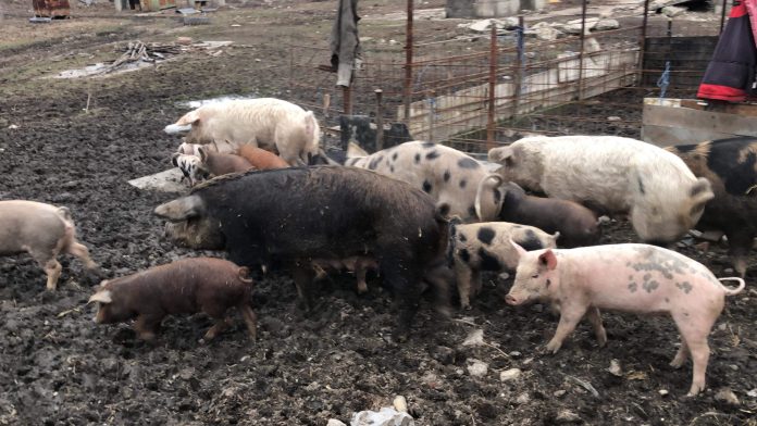 received_905095420266014