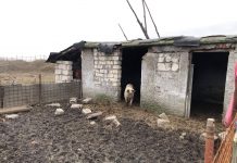 Video: Uite porcii, nu e’ porcii! Doar cotețele au mai rămas la Cariera Roșia, porcinele mutate la foc automat