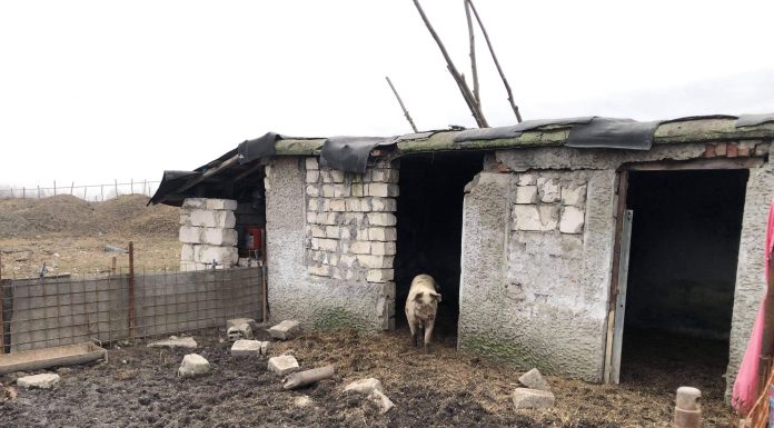 Video: Uite porcii, nu e’ porcii! Doar cotețele au mai rămas la Cariera Roșia, porcinele mutate la foc automat