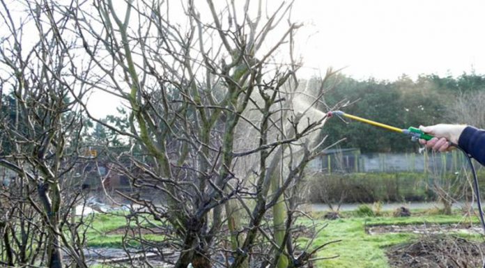 Agricultura pe înțelesul tuturor – Iarnă deosebită – grijă deosebită pentru lucrări agricole în repausul vegetativ