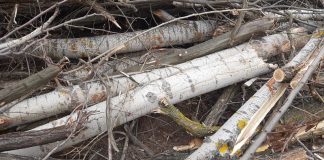 Defrişare masivă la Bumbeşti Jiu! IPJ Gorj: Am dispus verificări