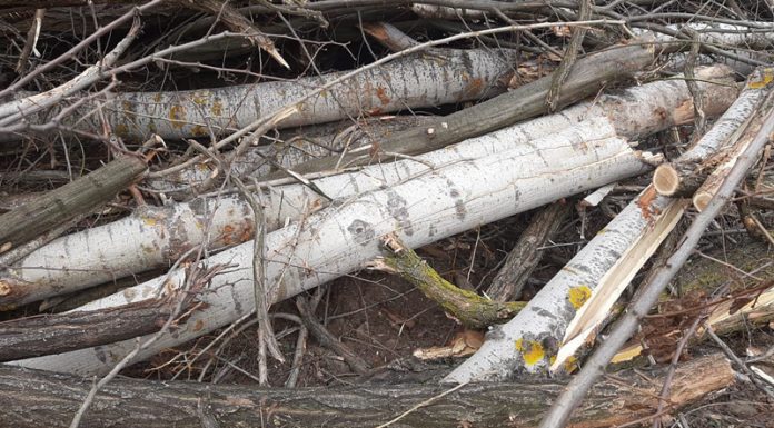 Defrişare masivă la Bumbeşti Jiu! IPJ Gorj: Am dispus verificări