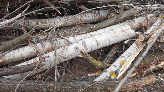 164877839_930689347759761_8571370489324581937_n