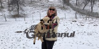 „Zăpada mieilor”, la început de martie!