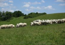 APIA vine cu noutăți privind sprijinul din sectorul zootehnic