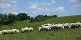 APIA vine cu noutăți privind sprijinul din sectorul zootehnic